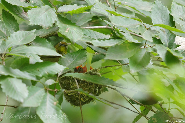 White-eye is feeding chicks