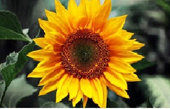16 Manfaat Bunga Matahari Untuk Kesehatan dan Pengobatan Lengkap dengan Ramuannya Terbaru