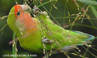 Pets Foods and Care - Which type of Foods Lovebirds Eat