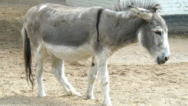 Donkey