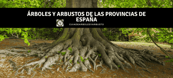 Lista de arboles y Arbustos de España por Provincias