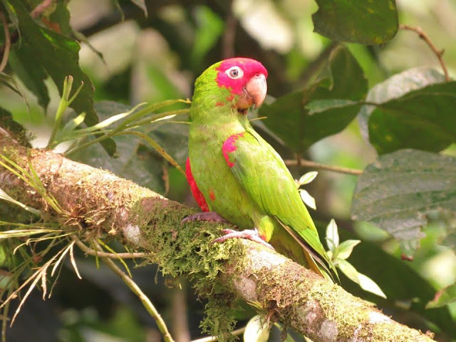 Loro caretirrojo