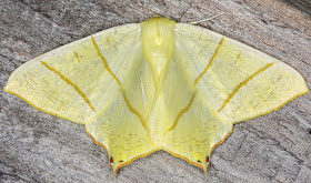 Swallow-tailed Moth, Ourapteryx sambucaria.  In my garden light trap set on 22 June 2018