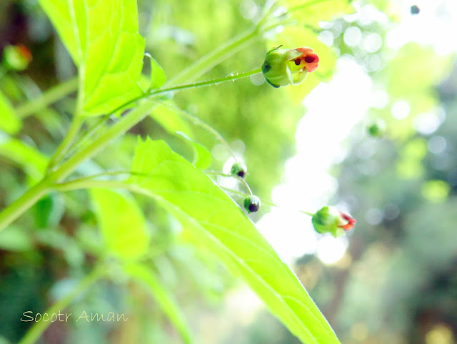 Scrophularia musashiensis