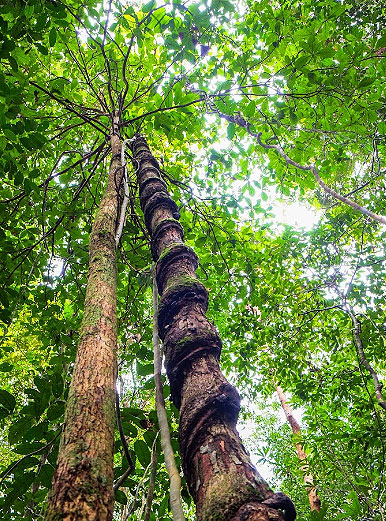 Pepohonan di Taman Nasional Betung Kerihun