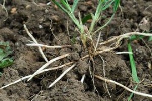 Een pol gras met lange wortels ligt op omgewoelde aarde