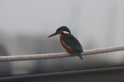 Iisfûgel - IJsvogel - Alcedo atthis