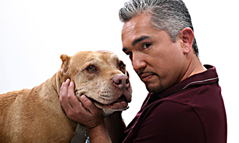 cesar millan dog whisperer. Dog behavior expert Cesar