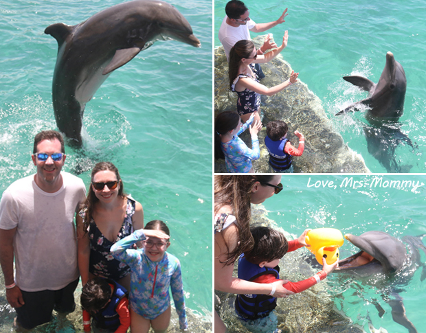 meet a dolphin, dolphin moment experience, coral world ocean park, pet a dolphin, st thomas virgin islands