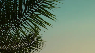 HD Wallpaper Palm Tree, Leaves, Evening, Sky