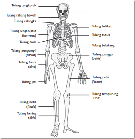 Rangka Manusia dan Jenis Tulang Manusia Beserta Bentuk 