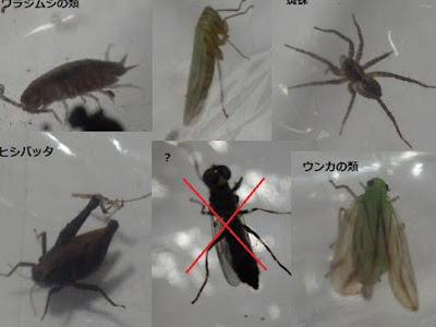 √99以上 アマガエル 餌 クモ 308476-アマガエル 餌 クモ
