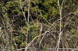 Green Heron