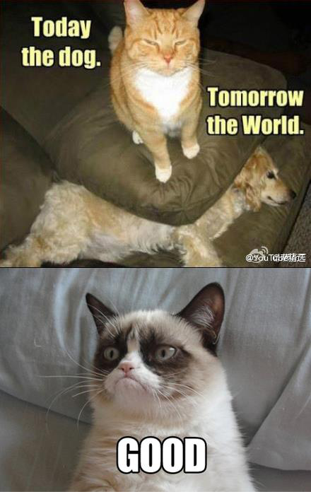 Grumpy Cat  The World