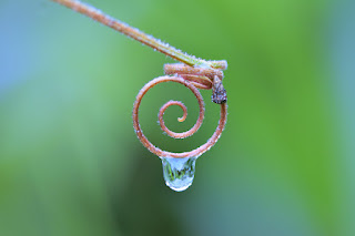 photo of a redish tendril spiral with large dew drop on  green blue bokeh