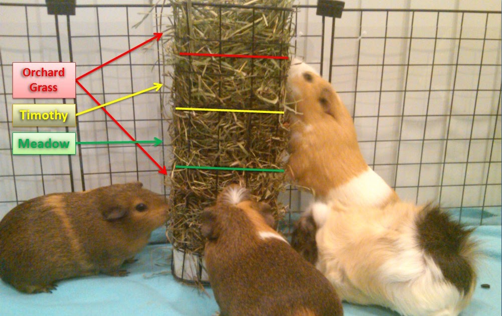 Cali Cavy Collective: a blog about all things guinea pig ...