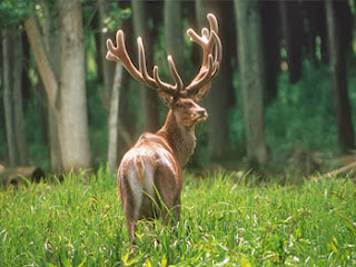 Wildlife on the Danube river