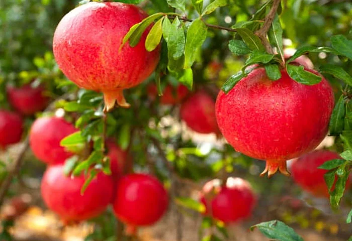 How to Grow, Protect, Pomegranate Tree, Plant, Place, Space, Fruits, Meters, Packed, Flowers, Produce, Cutting, Hormone, Health, News, Malayalam, Agriculture, Cultivation, How to Grow, Protect, And Maintain a Pomegranate Tree.