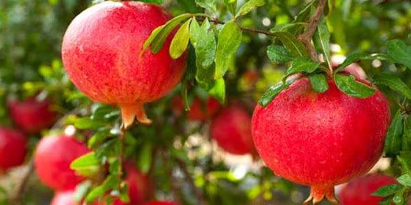 Pomegranate farming | വീട്ടിൽ ഉറുമാൻപഴം കൃഷി ചെയ്യാം; ശ്രദ്ധിക്കേണ്ട കാര്യങ്ങളും പരിപാലന രീതിയും