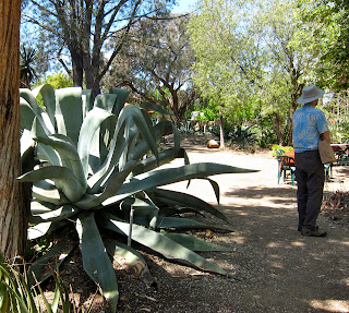 an agave not flowering