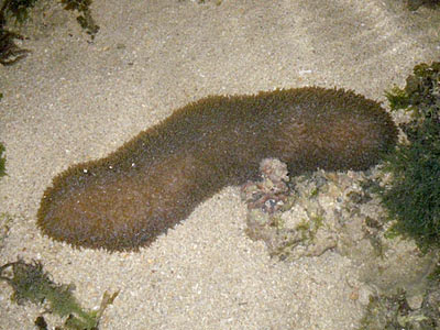 Mole Mushroom Coral (Polyphyllia talpina)