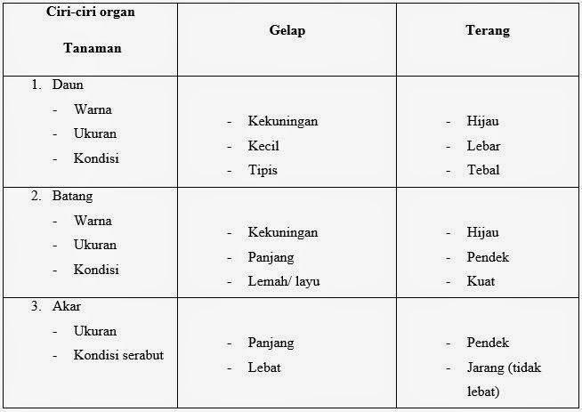 Contoh Makalah Biologi Pengaruh Cahaya  Pertumbuhan dan 