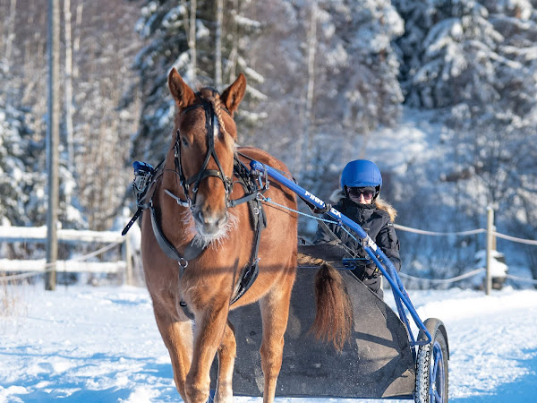 Mopo, joka kulkee kengurubensalla