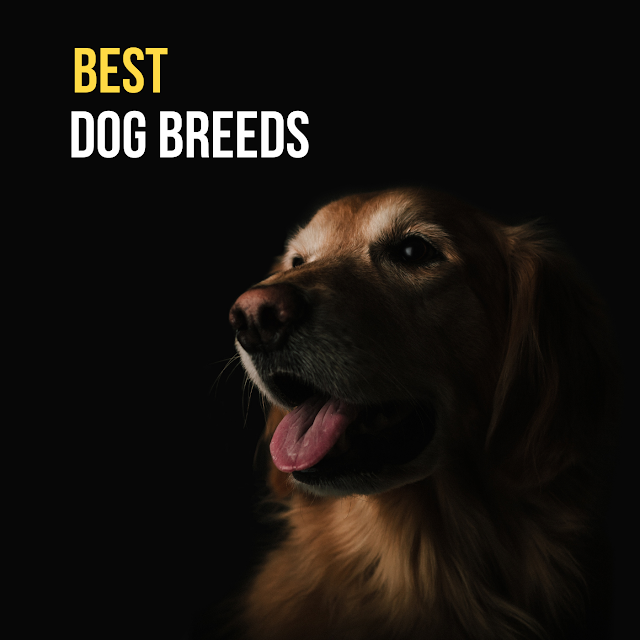 Best dog breeds