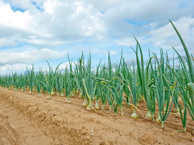 The whole country is richly cultivated . Owing to the pernicious svstem of Pathan land tenure prevailing , whereby all lands are periodically redistributed among the land-owners,and therefore change hands, it is worth no cultivator’s while to devote more care or labour to the soil than suffices to satisfy his wants. The land is , however ,so fertile that very little labour suffices to produce good crops .