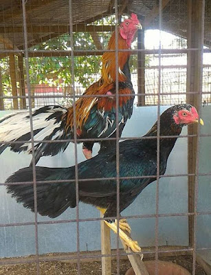 king, ratmonkhun,tong dara, toon, ayam ratu untuk dijual,  