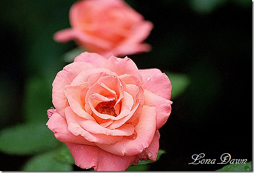 Bill_Warriner4_Rain