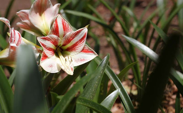 Amaryllis Flowers Pictures