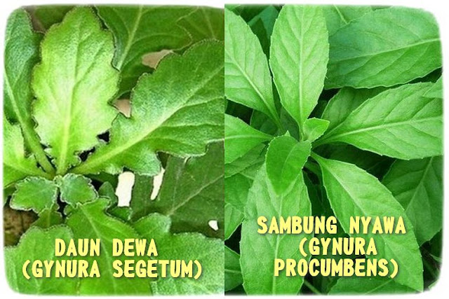 Daun Dewa vs Sambung Nyawa