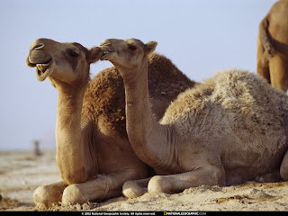 Camel Facts