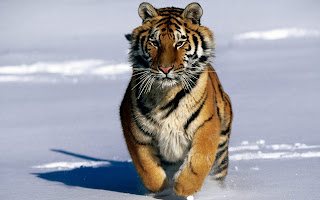 Tiger in Snow wallpaper