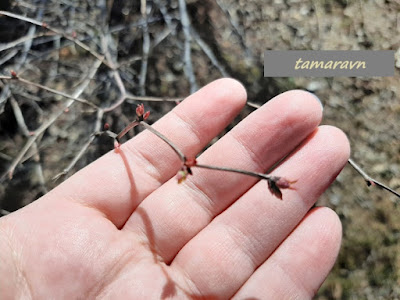 Спирея уссурийская / Таволга уссурийская (Spiraea ussuriensis)