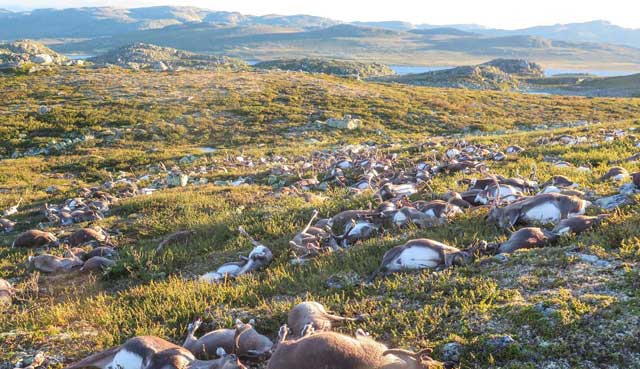 Ratusan Ekor Rusa Mati Tersambar Petir