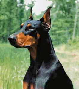 doberman pinscher pets dog healty breeds animal picture