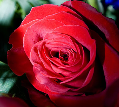 Beautiful Rose Flower Images. red rose flowers pictures.