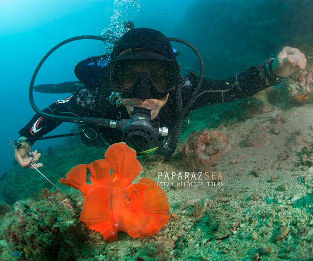 Scuba Diving, Underwater Photography, Philippines, Jun Lao, Diving