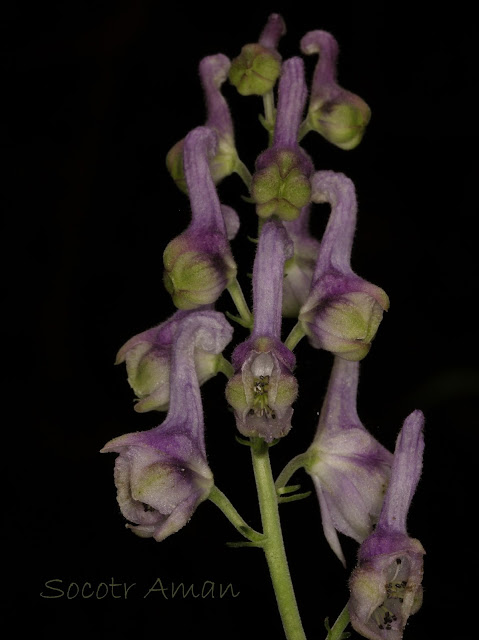 Aconitum fudjisanense