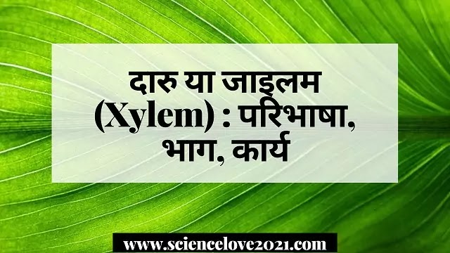 दारु या जाइलम (Xylem) : परिभाषा, भाग, कार्य|hindi