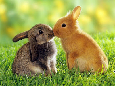kissing-couple-rabbit-nice-images