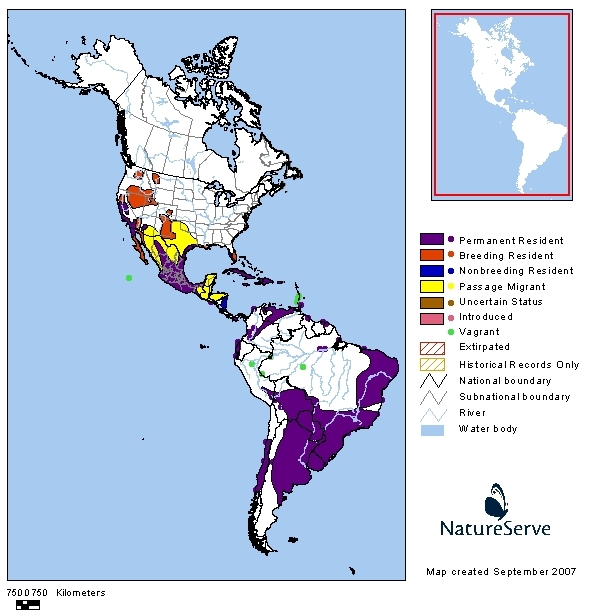 Avistaje de aves en Argentina, Salta. Birdwatching y fotografía de Juan Carlos Gorrini.