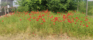 Loads of poppies