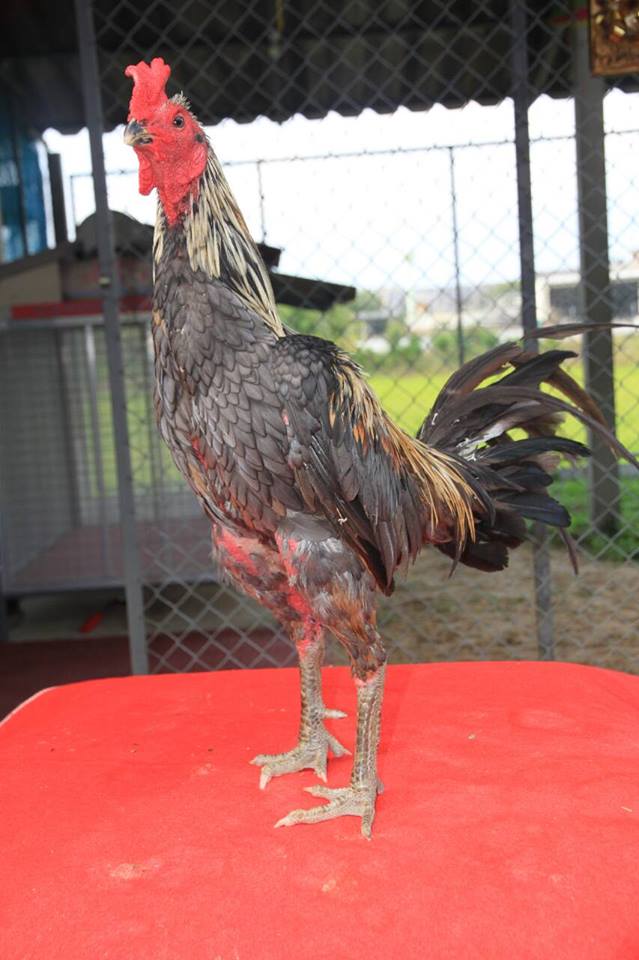  Ayam  Bangkok  Bagus Paling Sempurna Saat Ini Ayam  Juara 
