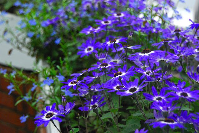 Pericallis 'Sunsenere Blue Bi-color' and Lobelia 'Lucia Dark Blue'