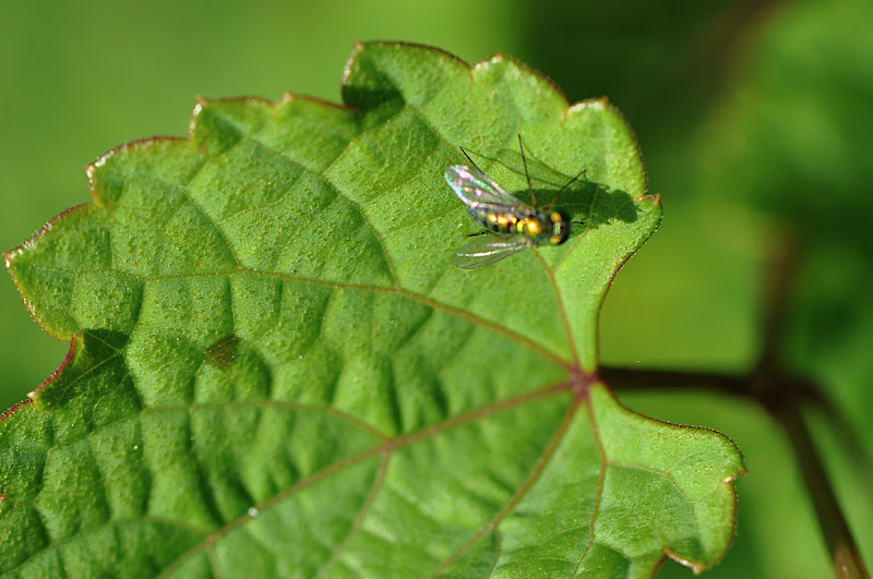 tiny iridescent fly on leaf