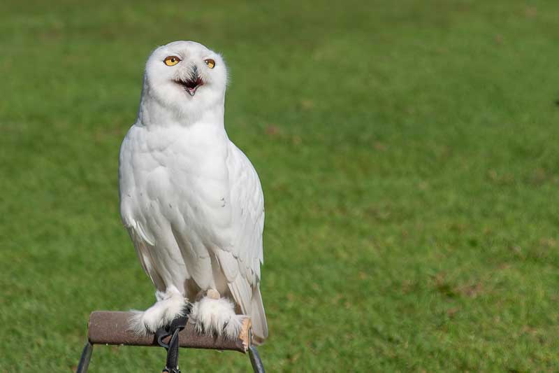 Snowy Owl on a perch