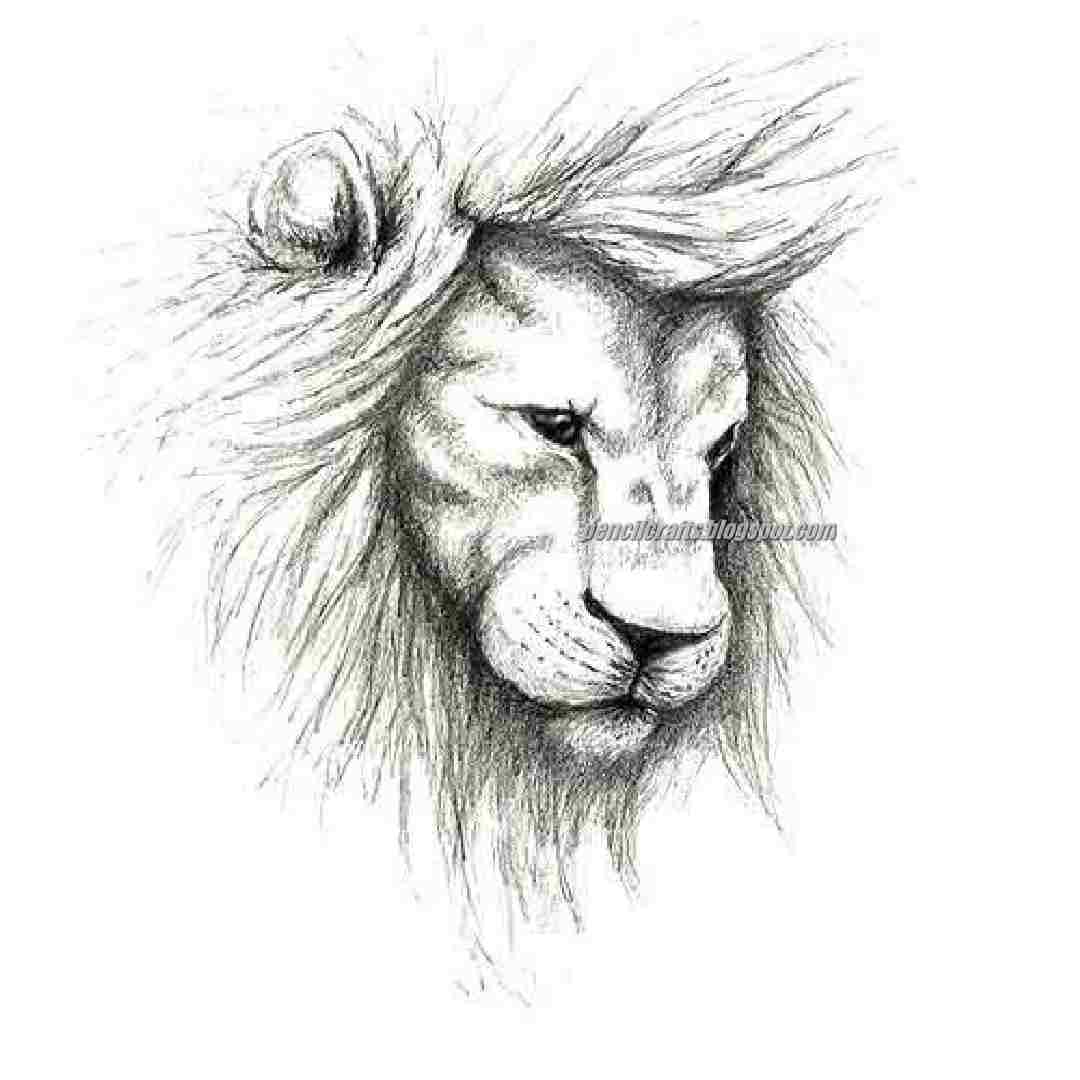 Lion Outline Drawing